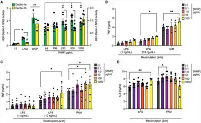 β-glucans from Agaricus bisporus mushroom products drive Trained Immunity